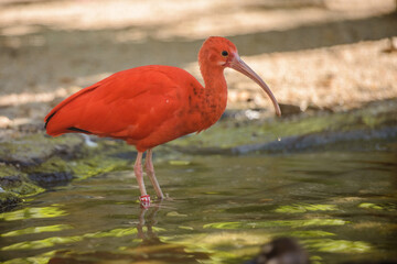 South American Scarlet ibis (Eudocimus ruber) is walking