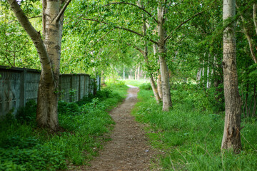 A path in a green forest in summer