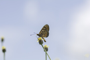 Butterfly sucking nectar from yellow flowers .