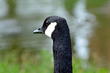 canadian goose walking in the park
