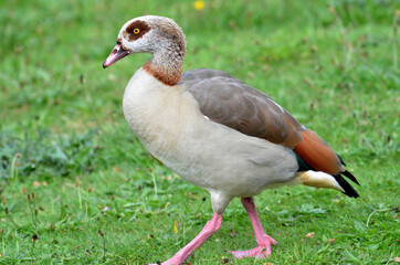 goose in the park