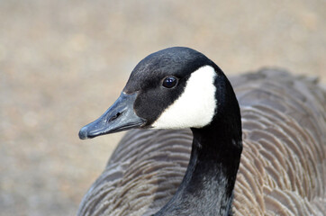 canadian goose walking in the park