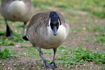 canadian goose walking in the park