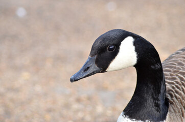 canadian goose walking in the park