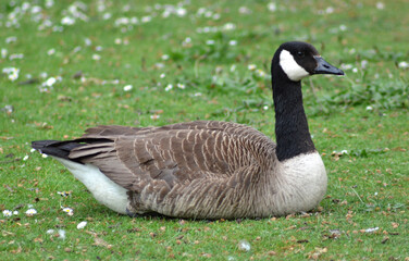 goose in the park
