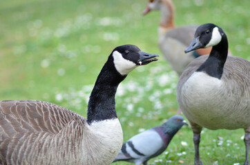 goose in the park