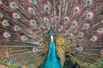 Obraz premium Peacock with open tail
