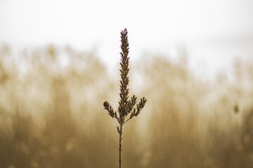 Fototapeta premium dorato