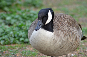 goose in the park