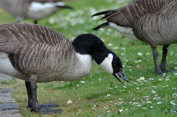 goose in the park