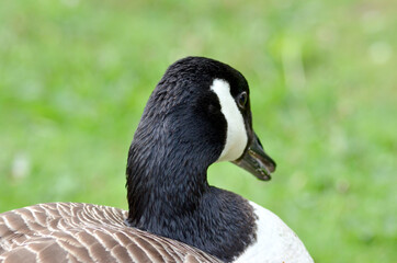 goose in the park