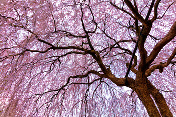 枝垂桜