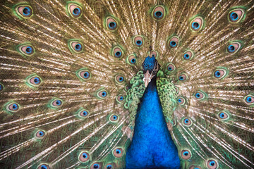 Fototapeta premium Peacock with open tail