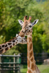 Portrait of a giraffe