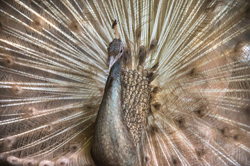 Obraz premium Peacock with open tail