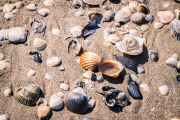 Shells on the seashore.