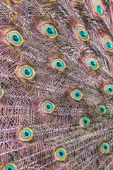 Obraz premium Peacock with open tail