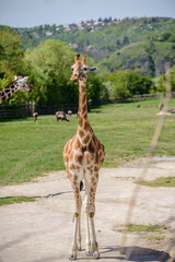 Naklejka premium Giraffe on a green field