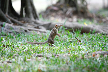Berdmore's ground squirrel Standing on the grass.