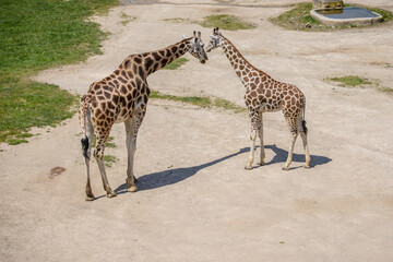 baby giraffe and his mother