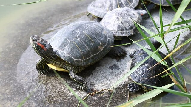 Turtle family sunbathing