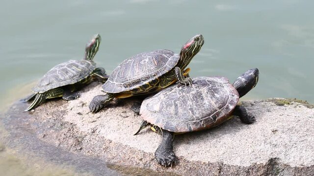 Three turtles sunbathing
