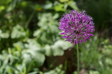 Purple flower Allium. Ornamental onion. Flower ball shape on a long stem. Spring, summer, garden flowers.