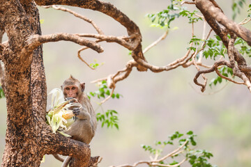 Monkey Eating Corn On The Trunk Of Tree.