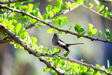 Oriental magpie-robin On The Tree.