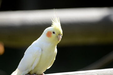 Sittich