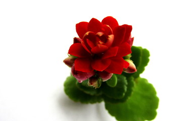 Red Kalanchoe flower on white background