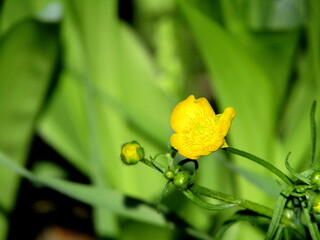 yellow flower macro green forest on the background