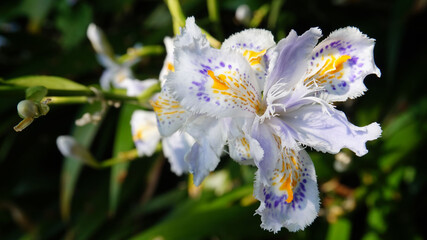 Iris japonica flowers. Amazing delicate flowers in the spring
