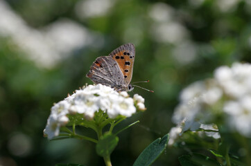 Der orangerote Feuerfalter sitzt auf einer weißen Blüte