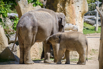 Naklejka premium Baby elephant and his mother