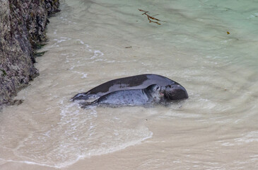 Fototapeta premium Harbor seal female and pup at Point Lobos State Reserve, California coast
