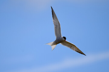 Low angle view of common tern in flight in summer