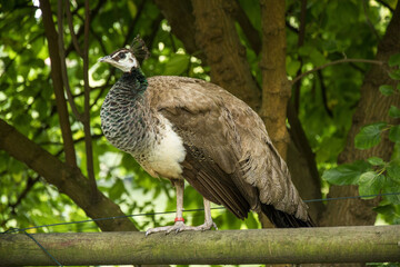 Bird 147