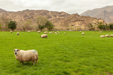 Obraz premium Gap of Dunloe, parc national de Killarney