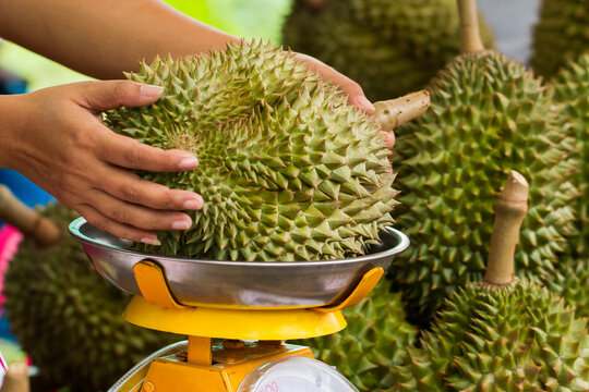durain: king of tropical fruit