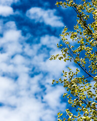 Horizontal image of lush early spring foliage - vibrant green spring fresh leaves of birch tree in spring