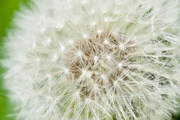 Rolgordijnen White dandelion, macro © E.O.