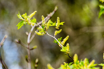 Horizontal image of lush early spring foliage - vibrant green spring fresh leaves of birch tree in spring