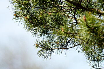 Horizontal image of lush early spring foliage - vibrant green spring fresh leaves of pine tree in spring