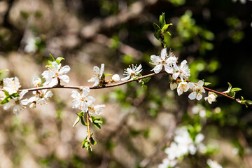 Image of lush early spring foliage - vibrant green spring fresh leaves of blooming apple tree in spring
