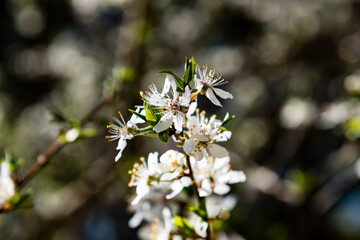 Image of lush early spring foliage - vibrant green spring fresh leaves of blooming apple tree in spring