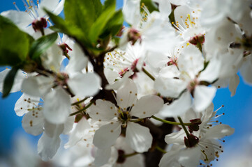 Image of lush early spring foliage - vibrant green spring fresh leaves of blooming apple tree in spring
