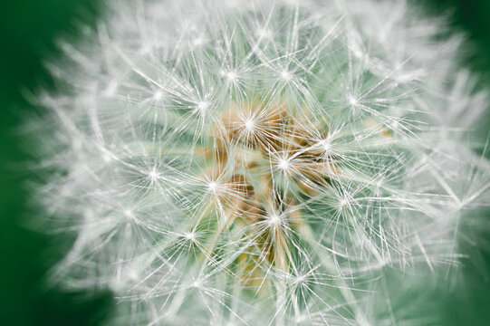 White dandelion, macro