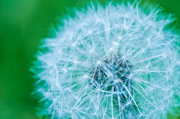 Foto auf Alu-Dibond White dandelion, macro © E.O.