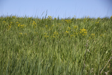 Grass and milkweed